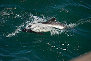 Picture 'Ant1_1_0319 Commerson's Dolphin, Falkland Islands, Saunders Island, Antarctica and sub-Antarctic islands'